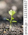 発芽したセロリの芽 122314837