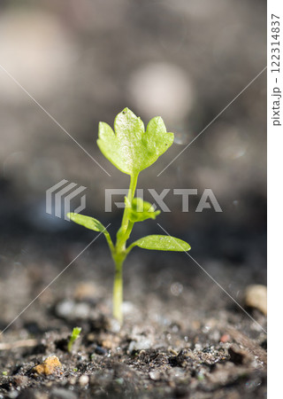 発芽したセロリの芽 122314837