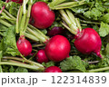 収穫した二十日大根のアップ 122314839