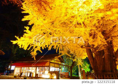 熊野大社 大銀杏 紅葉 黄葉 ライトアップ 南陽市 熊野大社 大銀杏 紅葉 黄葉 ライトアップ 南陽市 122315118