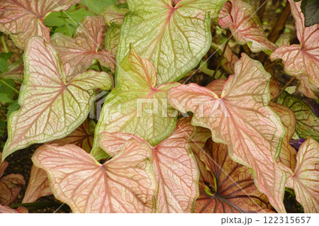 カラジウム 122315657