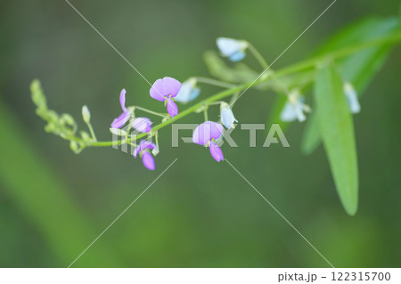 アレチヌスビトハギ 122315700