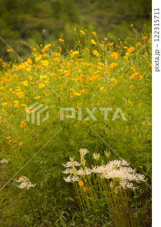 彼岸花 彼岸花 122315711