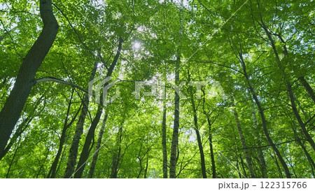 Summer Forest. Sunrise Rays Break Through Leafless Crowns Of Trees. European Forest. Gimbal Stabilize. Summer Forest. Sunrise Rays Break Through Leafless Crowns Of Trees. European Forest. Gimbal Stabilize. 122315766