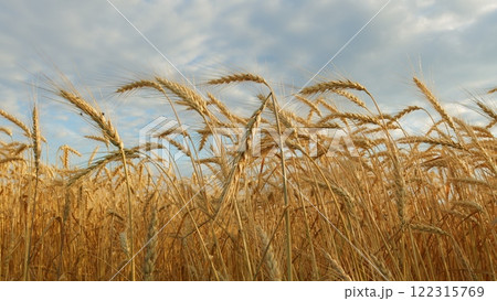 Agricultural Field With Growing Ripe Golden Wheat. Ripe Wheat Ears Swaying On Wind In Agricultural Field In Summer. Wheat Ears On Field In Summer. Agricultural Field With Growing Ripe Golden Wheat. Ripe Wheat Ears Swaying On Wind In Agricultural Field In Summer. Wheat Ears On Field In Summer. 122315769