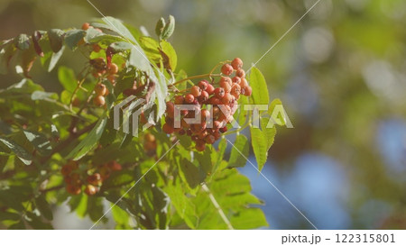 Rowan Tree With Red Berry Autumn Background. Concept Of Harvesting. Medicinal Berries Of Mountain-Ash. 122315801