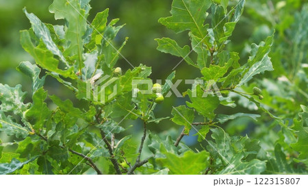 Oak Leaves And Seeds Are Hanging On A Branch. Early Autumn Beginning Acorns With On Branch Leaves. 122315807