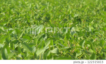 Young Soybean Sprouts On Field. Soybean Plantation A Field Green Bean Plant. Soybean Soy Field Of Green Plants A General Plan Nature Agriculture. Young Soybean Sprouts On Field. Soybean Plantation A Field Green Bean Plant. Soybean Soy Field Of Green Plants A General Plan Nature Agriculture. 122315813