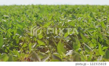 Field Of Green Soybeans. Soybean Pods On Plant. Agricultural Soy Plantation Background. Green Cultivated Soy Bean Plants In Field. Field Of Green Soybeans. Soybean Pods On Plant. Agricultural Soy Plantation Background. Green Cultivated Soy Bean Plants In Field. 122315819