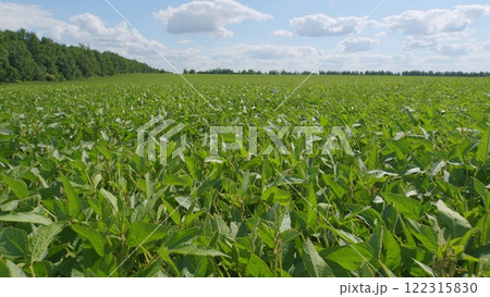 Eco-Friendly Soybean Farming. Agricultural Soybean Field At Industrial Farm. Green Ripening Soybean Field. Beautiful Soybean Farm. 122315830