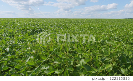 Agriculture Concept. Soybean Growing Vegetables Plant Care. Agriculture Plantation Business Farm Concept. Agriculture Concept. Soybean Growing Vegetables Plant Care. Agriculture Plantation Business Farm Concept. 122315836