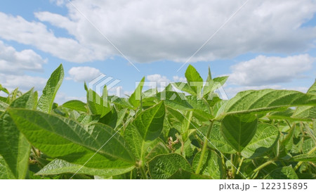 Cultivated Soybean Field Ripening At Summer Season. Seedling Are Growing In Soil With Backdrop Of Sunlight. Green Fields In Summer. Cultivated Soybean Field Ripening At Summer Season. Seedling Are Growing In Soil With Backdrop Of Sunlight. Green Fields In Summer. 122315895