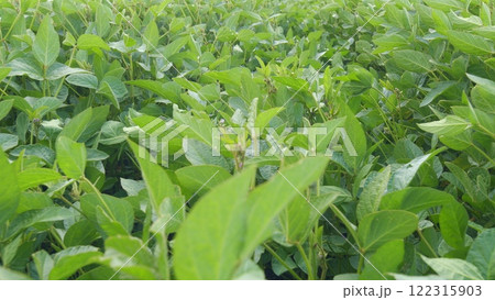 Soybean Leaves Glowing Sunset Light. Soybean Field Ripening At Spring Season. Plantation A Soybean Field Green Bean Plant. Soybean Leaves Glowing Sunset Light. Soybean Field Ripening At Spring Season. Plantation A Soybean Field Green Bean Plant. 122315903