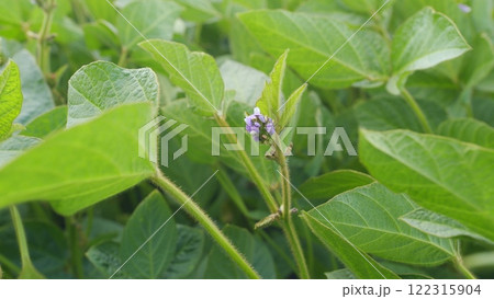 Crops Of Soy Bean Plants. Soybean Plants In Wind Slow Motion. Green Cultivated Soybean Plants In Field Are Swaying In Wind. Crops Of Soy Bean Plants. Soybean Plants In Wind Slow Motion. Green Cultivated Soybean Plants In Field Are Swaying In Wind. 122315904