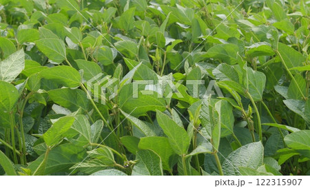 Ecological Planet Protection Concept. Young Soy Plants. Green Soybean Field. Sustainable Soybean Field. Ecological Planet Protection Concept. Young Soy Plants. Green Soybean Field. Sustainable Soybean Field. 122315907