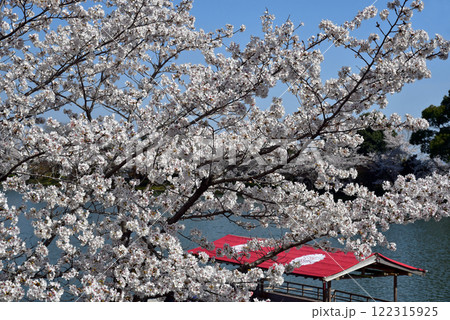 満開の桜の間から見える赤い舟　大沢池 122315925