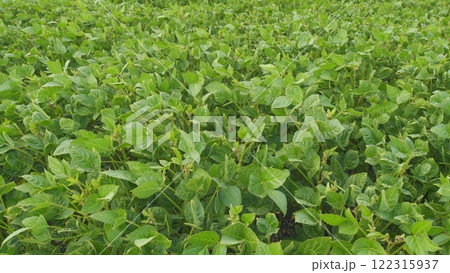 Young Soybean Sprouts On Field. Soybean Plantation A Field Green Bean Plant. Soybean Soy Field Of Green Plants A General Plan Nature Agriculture. Young Soybean Sprouts On Field. Soybean Plantation A Field Green Bean Plant. Soybean Soy Field Of Green Plants A General Plan Nature Agriculture. 122315937