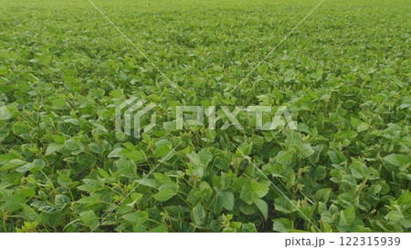 Field Showcasing Healthy Soybean Leaves. Agricultural Landscape. Business Farming Concept. Beautiful Soybean Field. Field Showcasing Healthy Soybean Leaves. Agricultural Landscape. Business Farming Concept. Beautiful Soybean Field. 122315939