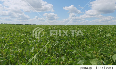 Green Soybeans In A Farmers Field. Soybean A Plantation. Glycine Max. Growing Crops. Field Soybeans In Early Autumn. Green Soybeans In A Farmers Field. Soybean A Plantation. Glycine Max. Growing Crops. Field Soybeans In Early Autumn. 122315964