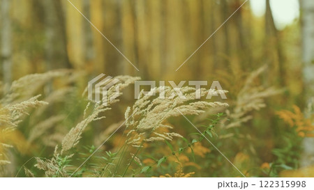 Dry Reed Growing Outdoors At Sunset. Decorative Wild Reeds. Stalks Blowing In Wind At Golden Sunset. Gimbal shot. 122315998