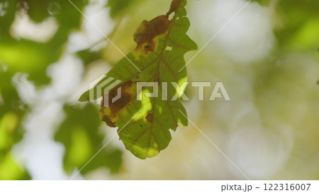 Oak Branch With Dry Autumn Leaves In Warm Colors. Fall Background With Leaves. Oak Leaves In Autumn Colors. Oak Branch With Dry Autumn Leaves In Warm Colors. Fall Background With Leaves. Oak Leaves In Autumn Colors. 122316007