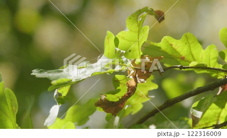 Beautiful Autumn Landscape. Natural Sunlight. Orange Dry Oak Foliage In Autumn Season. 122316009