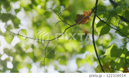 Fresh Green Leaves On A Tree Sway In Wind. Summer Sun Tree Branch Background Nature Landscape. Summer In European Nature. 122316014