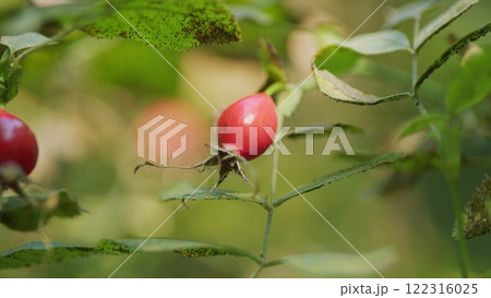 Forest Berry Used In Homeopathy. Large Red Rose Hip Shrub. Red Rose Hip On Bush In Nature. Red Rose Hips With Autumn Sun. 122316025