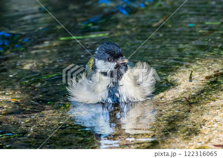 水浴びするシジュウカラ 122316065