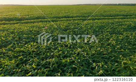 Young Soybean Sprouts On Field. Soybean Plantation A Field Green Bean Plant. Soybean Soy Field Of Green Plants A General Plan Nature Agriculture. 122316110