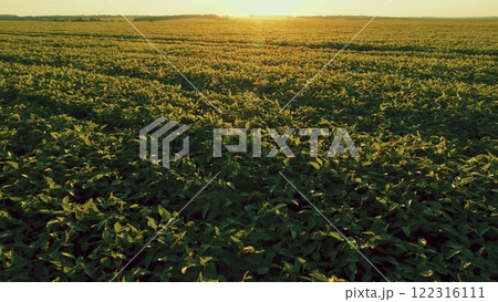 Cultivated Soybean Field Ripening At Summer Season. Seedling Are Growing In Soil With Backdrop Of Sunlight. Green Fields In Summer. 122316111