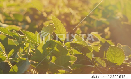 Soybean Leaves Glowing Sunset Light. Soybean Field Ripening At Spring Season. Plantation A Soybean Field Green Bean Plant. 122316124