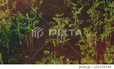 Agricultural Soy Plantation Background. Blooming Soybeans In Field In Spring. Green Soybean Field At Agricultural Farm. Agricultural Soy Plantation Background. Blooming Soybeans In Field In Spring. Green Soybean Field At Agricultural Farm. 122316140