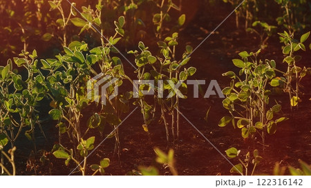 Crops Of Soy Bean Plants. Soybean Plants In Wind Slow Motion. Green Cultivated Soybean Plants In Field Are Swaying In Wind. Crops Of Soy Bean Plants. Soybean Plants In Wind Slow Motion. Green Cultivated Soybean Plants In Field Are Swaying In Wind. 122316142