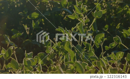 Cultivated Soybean Field Ripening At Summer Season. Seedling Are Growing In Soil With Backdrop Of Sunlight. Green Fields In Summer. Cultivated Soybean Field Ripening At Summer Season. Seedling Are Growing In Soil With Backdrop Of Sunlight. Green Fields In Summer. 122316143