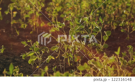 Soybean Leaves Glowing Sunset Light. Soybean Field Ripening At Spring Season. Plantation A Soybean Field Green Bean Plant. 122316148