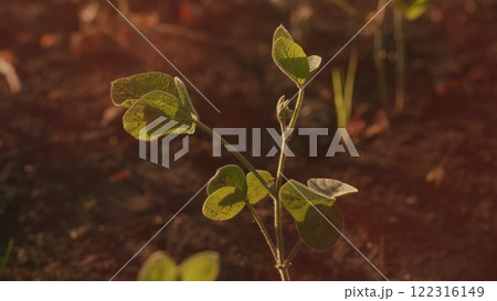Field Of Green Soybeans. Soybean Pods On Plant. Agricultural Soy Plantation Background. Green Cultivated Soy Bean Plants In Field. Field Of Green Soybeans. Soybean Pods On Plant. Agricultural Soy Plantation Background. Green Cultivated Soy Bean Plants In Field. 122316149