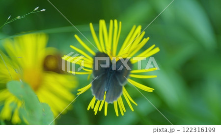 Meadow Brown Or Maniola Jurtina Butterfly. Common Throughout Europe. 122316199