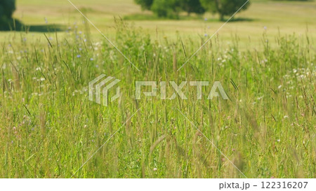 Tall Green Grass Moving In Wind. Meadow Tall Grass And Wild Flowers In Sunlight. Beautiful Green And Tall Grass Grows In Meadow. Slow motion. Tall Green Grass Moving In Wind. Meadow Tall Grass And Wild Flowers In Sunlight. Beautiful Green And Tall Grass Grows In Meadow. Slow motion. 122316207