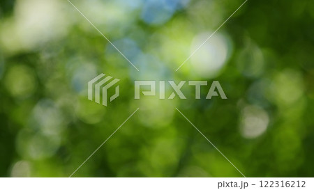 Forest Is A Natural Resource And Place For Recreation. Rich Green Leaves Of A Tree Waving. Travel Vacation Nature Concept. Bokeh. 122316212