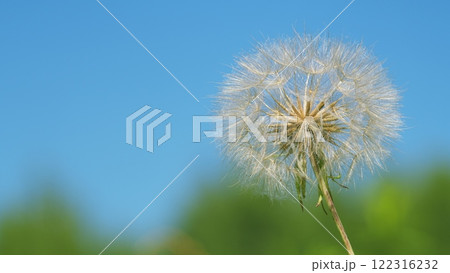 Dandelion Seeds Background. Wind Gently Blows. Fluffy Dandelion Bulb Across Sunlit Countryside. Spring Themes. Dandelion Seeds Background. Wind Gently Blows. Fluffy Dandelion Bulb Across Sunlit Countryside. Spring Themes. 122316232
