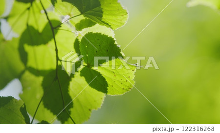 Spring Summer Nature On A Sunny Day. Beautiful Forest With Green Leaves. Green Foliage Of Trees With Afternoon Sun. Gimbal shot. Spring Summer Nature On A Sunny Day. Beautiful Forest With Green Leaves. Green Foliage Of Trees With Afternoon Sun. Gimbal shot. 122316268