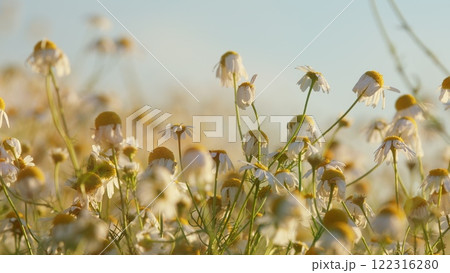Chamomile Meadow In Summer. Beautiful Nature Scene With Blooming Medical Chamomile. Wild Flowers On Meadows. Beautiful Blooming Chamomile Field. Close Up. Chamomile Meadow In Summer. Beautiful Nature Scene With Blooming Medical Chamomile. Wild Flowers On Meadows. Beautiful Blooming Chamomile Field. Close Up. 122316280
