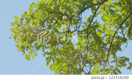 Tree With Green Bright Leaves With Blue Sky At Background. Soft Focus To Fresh Green Leaves Against Blue Sky In Spring Sunny Day. Gimbal Stabilize. Tree With Green Bright Leaves With Blue Sky At Background. Soft Focus To Fresh Green Leaves Against Blue Sky In Spring Sunny Day. Gimbal Stabilize. 122316289