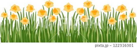 Coloring illustration of a row of daffodils Coloring illustration of a row of daffodils 122316301