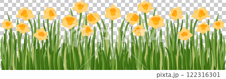 Coloring illustration of a row of daffodils Coloring illustration of a row of daffodils 122316301