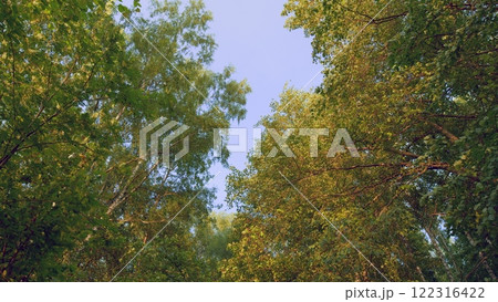 Beautiful View Of Sunset In Haze Above Treetops. Tree Top Skyline Tree-Line. Sunset Behind Tops Of Tree Branches Over A Forest Silhouette. Gimbal Stabilize. 122316422