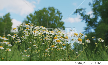 White Field Or Chamomilla. Chamomile Flowers Field With Green Grass. In Meadow. Flowers In Field. Flowers Blooming In Field. Slow motion. White Field Or Chamomilla. Chamomile Flowers Field With Green Grass. In Meadow. Flowers In Field. Flowers Blooming In Field. Slow motion. 122316490