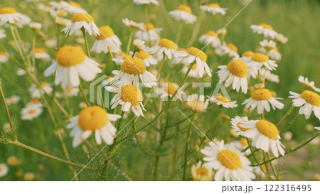 Wild Flowers Growing On Meadow And Sway Gently In Breeze On Lush Summer Meadow. Concept Of Spring Coming Nature. Spring Vibes. Slow motion. 122316495