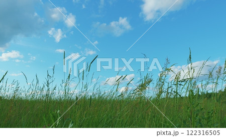 Sunset Over Field Swaying In Breeze Under A Blue Sky. Field With And Soft Blue Sky In Background. Green Grass Growing On A Hill In Spring. Gimbal shot. Sunset Over Field Swaying In Breeze Under A Blue Sky. Field With And Soft Blue Sky In Background. Green Grass Growing On A Hill In Spring. Gimbal shot. 122316505